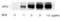 CREB2 antibody, AHP2273, Bio-Rad (formerly AbD Serotec) , Western Blot image 