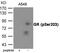 Nuclear Receptor Subfamily 3 Group C Member 1 antibody, GTX55432, GeneTex, Western Blot image 