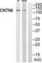 Contactin 6 antibody, TA315379, Origene, Western Blot image 