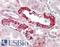 PRK antibody, LS-B10518, Lifespan Biosciences, Immunohistochemistry frozen image 