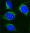Sirtuin 2 antibody, PA1-25472, Invitrogen Antibodies, Immunofluorescence image 
