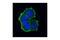 Villin 1 antibody, 2369S, Cell Signaling Technology, Immunocytochemistry image 