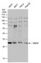 SSU72 Homolog, RNA Polymerase II CTD Phosphatase antibody, PA5-78483, Invitrogen Antibodies, Western Blot image 
