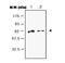 SERPINC1 antibody, orb92438, Biorbyt, Western Blot image 