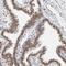 Interferon Regulatory Factor 9 antibody, NBP1-81577, Novus Biologicals, Immunohistochemistry paraffin image 