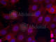 Estrogen Receptor 1 antibody, AP0348, ABclonal Technology, Immunofluorescence image 