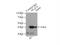 Major Histocompatibility Complex, Class I-Related antibody, 15240-1-AP, Proteintech Group, Immunoprecipitation image 