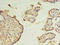 Zinc Finger MYND-Type Containing 19 antibody, orb357723, Biorbyt, Immunohistochemistry paraffin image 