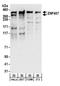 Zinc Finger Protein 407 antibody, A304-181A, Bethyl Labs, Western Blot image 