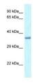 Paired Like Homeodomain 1 antibody, NBP1-82383, Novus Biologicals, Western Blot image 