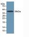 Interleukin 17 Receptor A antibody, LS-C294853, Lifespan Biosciences, Western Blot image 