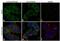 Murine Retrovirus Integration Site 1 Homolog antibody, PA3-851, Invitrogen Antibodies, Immunofluorescence image 