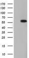 T-Complex 11 Like 2 antibody, TA501804, Origene, Western Blot image 