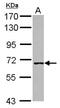 WRN Helicase Interacting Protein 1 antibody, NBP2-20905, Novus Biologicals, Western Blot image 