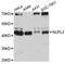 Nucleoporin 42 antibody, abx126287, Abbexa, Western Blot image 