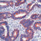 Paxillin antibody, LS-C88170, Lifespan Biosciences, Immunohistochemistry frozen image 