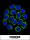 Tryptophan Hydroxylase 1 antibody, 62-545, ProSci, Immunofluorescence image 