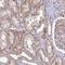 Zinc Finger CCCH-Type Containing 13 antibody, HPA039340, Atlas Antibodies, Immunohistochemistry paraffin image 