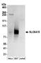 Solute Carrier Family 6 Member 15 antibody, A304-476A, Bethyl Labs, Western Blot image 