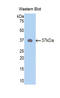 Neuropeptide Y antibody, LS-C295594, Lifespan Biosciences, Western Blot image 