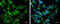 BCL2 Associated Transcription Factor 1 antibody, GTX130772, GeneTex, Immunofluorescence image 