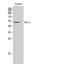 Docking Protein 1 antibody, A03039-1, Boster Biological Technology, Western Blot image 