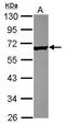 Tektin 4 antibody, GTX119852, GeneTex, Western Blot image 