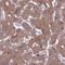 Phospholipase A2 Group IVA antibody, HPA054206, Atlas Antibodies, Immunohistochemistry paraffin image 