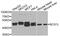 BCS1 Homolog, Ubiquinol-Cytochrome C Reductase Complex Chaperone antibody, orb373667, Biorbyt, Western Blot image 