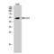 Mitogen-Activated Protein Kinase 8 antibody, LS-C384221, Lifespan Biosciences, Western Blot image 