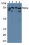 Arginyl Aminopeptidase antibody, MBS2026143, MyBioSource, Western Blot image 