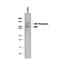 Von Willebrand Factor antibody, AF2764, R&D Systems, Western Blot image 