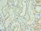 Solute Carrier Family 39 Member 6 antibody, LS-C377518, Lifespan Biosciences, Immunohistochemistry frozen image 