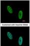 EWS RNA Binding Protein 1 antibody, PA5-29905, Invitrogen Antibodies, Immunofluorescence image 