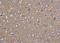 Synaptosome Associated Protein 25 antibody, NBP1-33714, Novus Biologicals, Immunohistochemistry paraffin image 