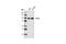 Tripartite Motif Containing 28 antibody, 4124S, Cell Signaling Technology, Western Blot image 