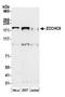 Terminal uridylyltransferase 7 antibody, A305-089A, Bethyl Labs, Western Blot image 