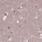 Transmembrane Protein 135 antibody, PA5-64416, Invitrogen Antibodies, Immunohistochemistry frozen image 