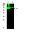 Histone H3 antibody, STJ98839, St John