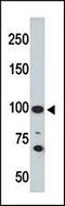 Neural Cell Adhesion Molecule 1 antibody, orb248478, Biorbyt, Western Blot image 