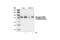 Ribosomal Protein S6 Kinase A3 antibody, 9348S, Cell Signaling Technology, Western Blot image 