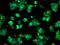 Protein-lysine 6-oxidase antibody, GTX84189, GeneTex, Immunofluorescence image 