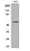 Zinc Finger C3HC-Type Containing 1 antibody, orb162017, Biorbyt, Western Blot image 