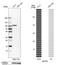 BCAR3 Adaptor Protein, NSP Family Member antibody, HPA014858, Atlas Antibodies, Western Blot image 