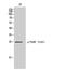 FAAH antibody, A00237S191, Boster Biological Technology, Western Blot image 