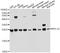 Ribosomal Protein L18 antibody, A10720, ABclonal Technology, Western Blot image 