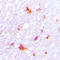 Regenerating Family Member 4 antibody, LS-C354464, Lifespan Biosciences, Immunohistochemistry frozen image 