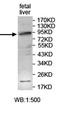 Zinc Finger Protein 43 antibody, orb78093, Biorbyt, Western Blot image 