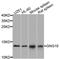 G Protein Subunit Gamma 10 antibody, A8423, ABclonal Technology, Western Blot image 