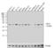 Eukaryotic Translation Initiation Factor 2 Subunit Alpha antibody, AHO1182, Invitrogen Antibodies, Western Blot image 